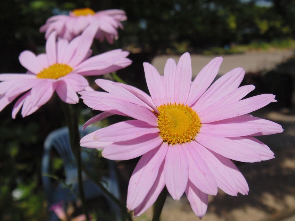 Margaréta šarlátová (Tanacetum coccineum)